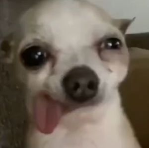 Meet your Posher, Oscar